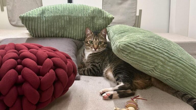 Um gato deitado tranquilamente na cama de um motorhome