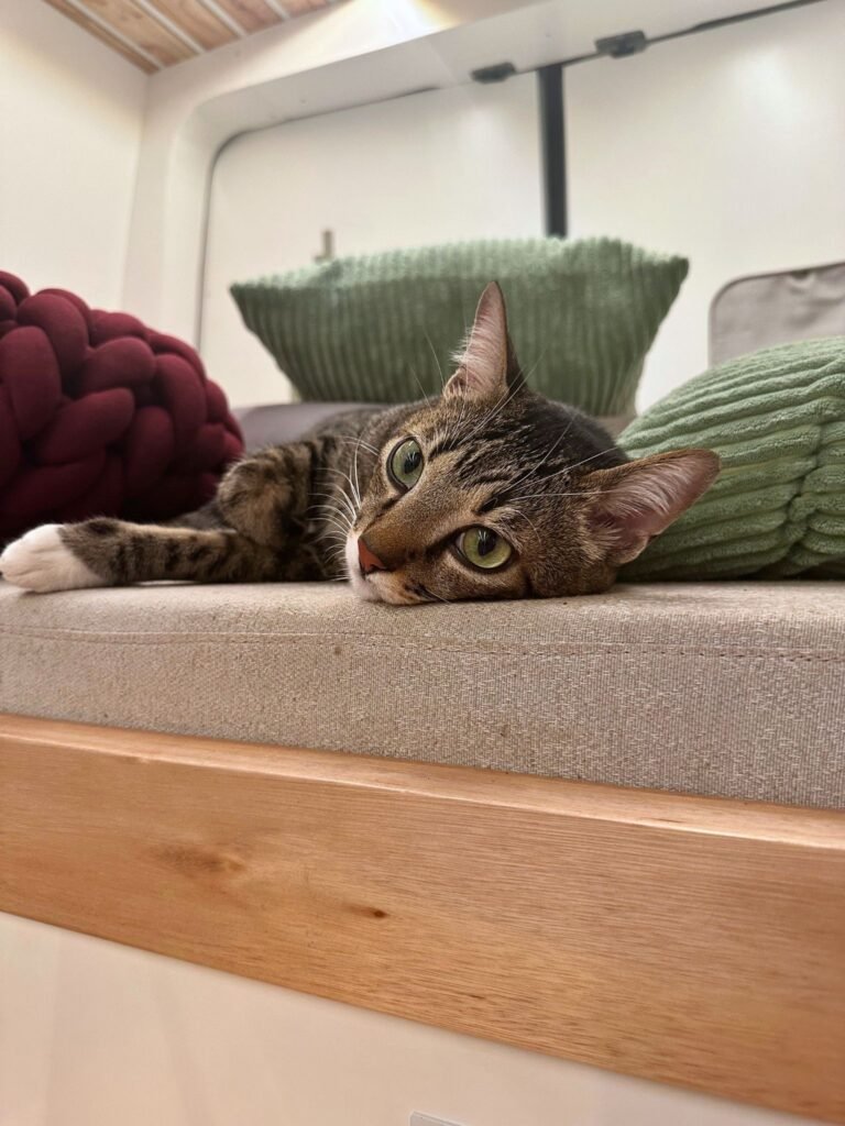 Interior do motorhome UP! Smart, com ar condicionado, aquecimento e conforto para cachorros e gatos